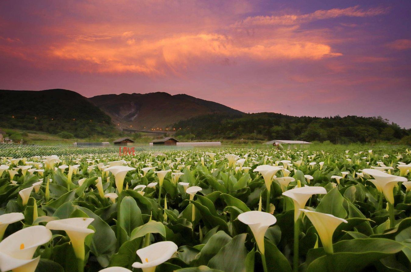賞花秘境